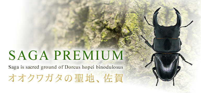 佐賀市にある国産オオクワガタ・菌糸ブロック販売のBRAS Online Shop