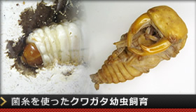 菌糸を使ったクワガタ幼虫飼育