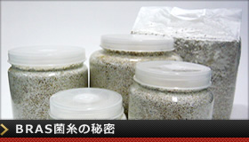 BRAS菌糸の秘密