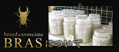 BRASについて