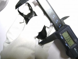続 本土ヒラタクワガタ 70UP 羽化・計測
