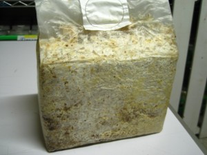 新商品。菌糸ブロック入荷。