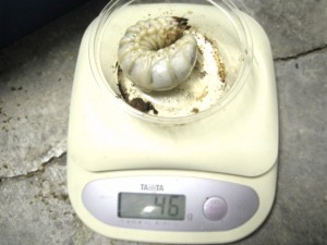 止めとけば良かった？タランドゥスオオツヤクワガタ幼虫菌糸交換。