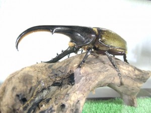 直接買えます。D.H.ヘラクレス成虫　販売開始。
