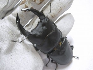 国産オオクワガタ、羽化個体の御報告を頂きました。