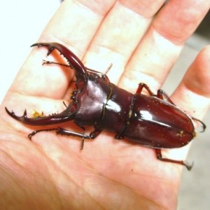 羽化報告とお知らせ。