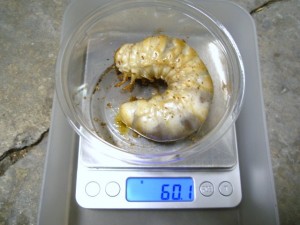シワタケ菌糸×スマトラヒラタクワガタ