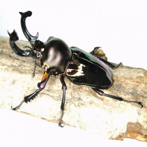 生体入荷・販売予告。