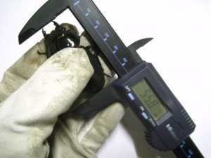 スマトラヒラタ羽化報告。