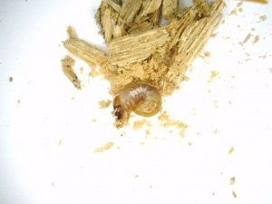 佐賀県産オオクワガタ　幼虫販売開始。今期ラスト！