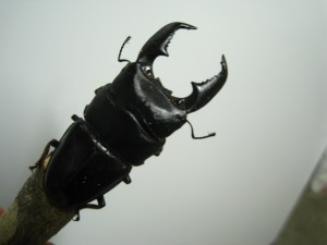 重大？　お知らせ。