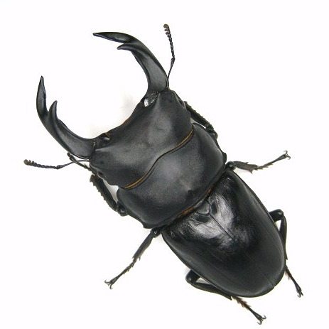 佐賀県産オオクワガタ　SAGA PREMIUM　販売開始。