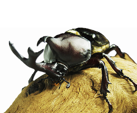 国産カブトムシ