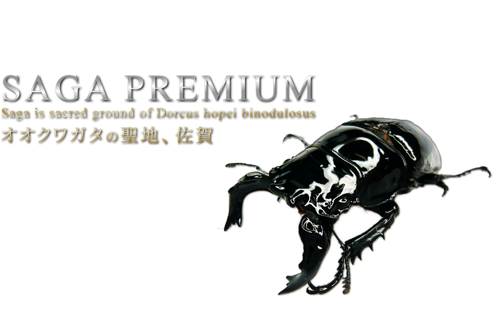 タランドゥスオオツヤクワガタの画像です