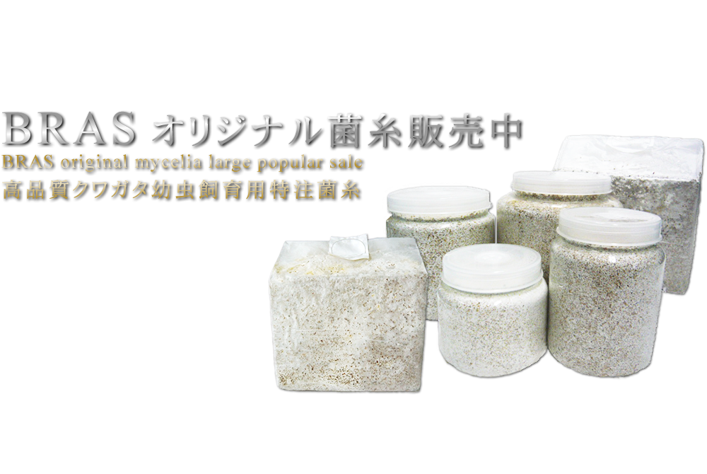 高品質クワガタ幼虫飼育用特注菌糸の写真です