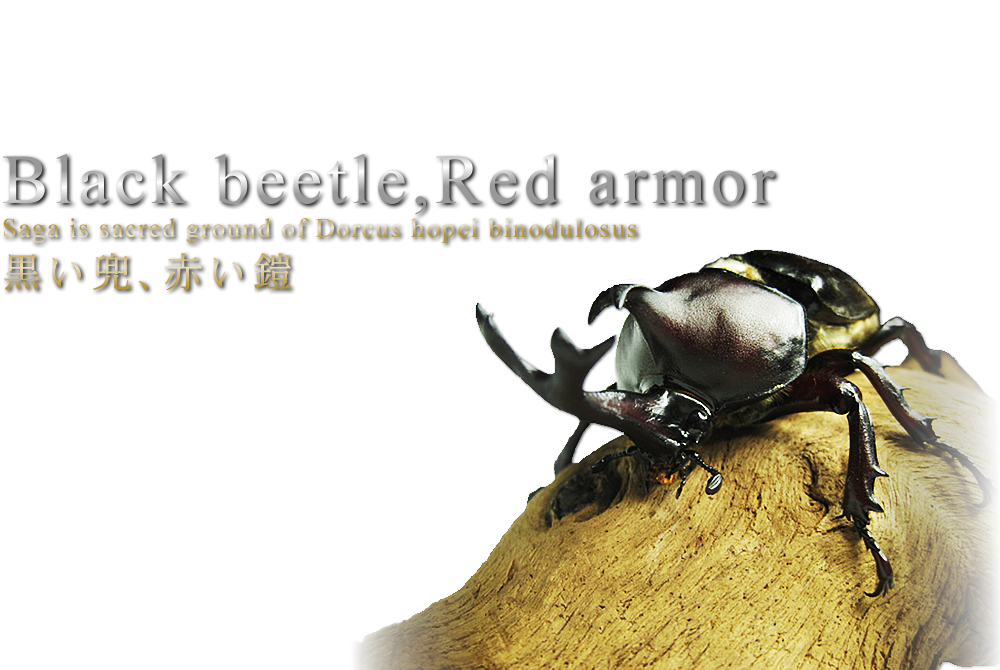 カブトムシの写真です