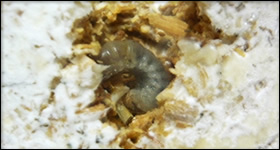 M.タランドゥスの飼育