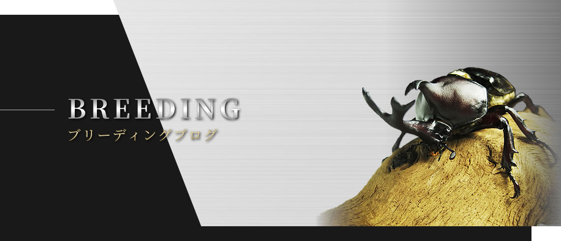 BREEDING ブリーディングブログ