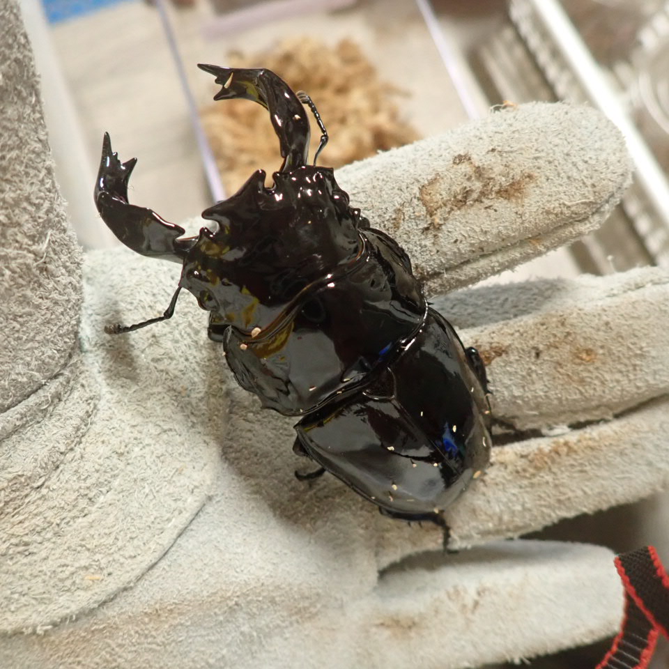 94mmタランドゥスオオツヤクワガタ　紹介
