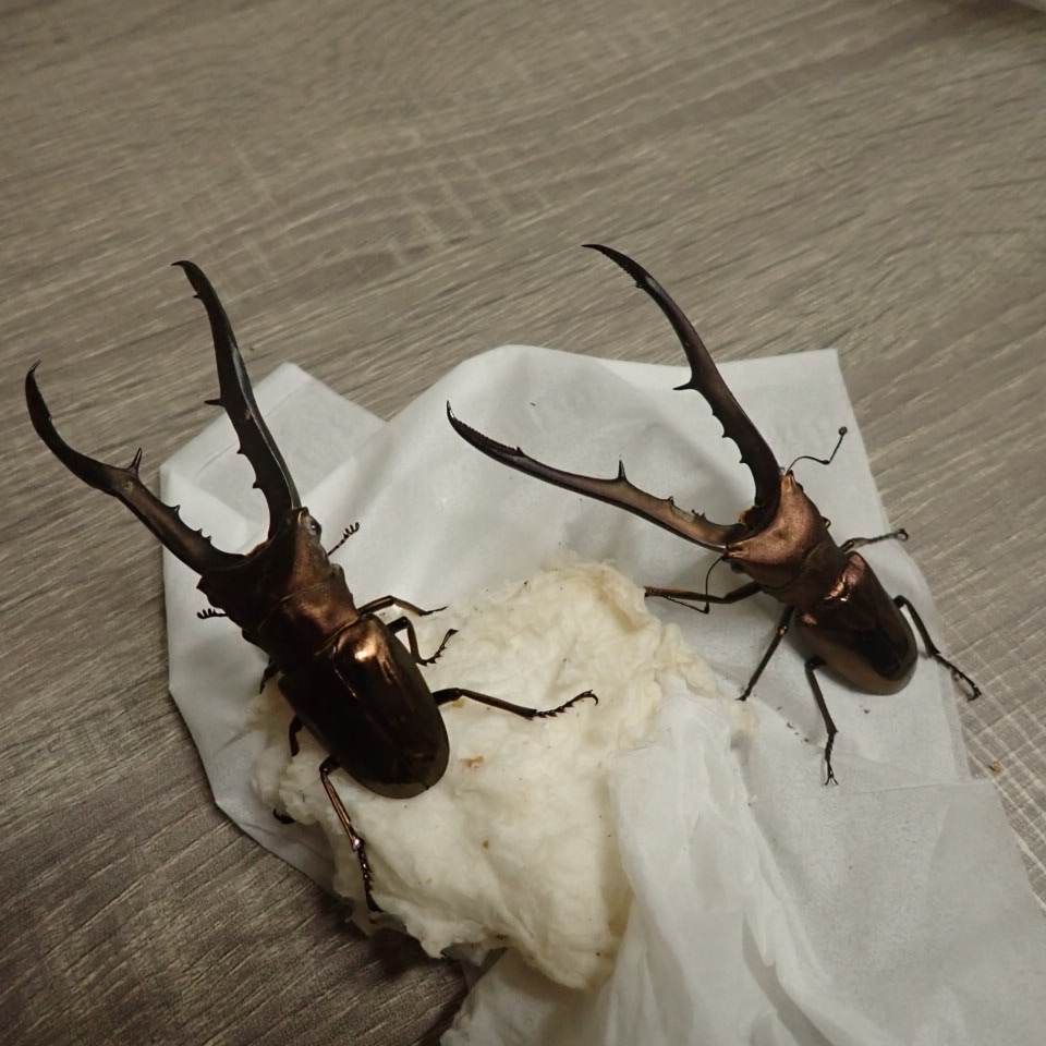 メタリフェルホソアカ　報告