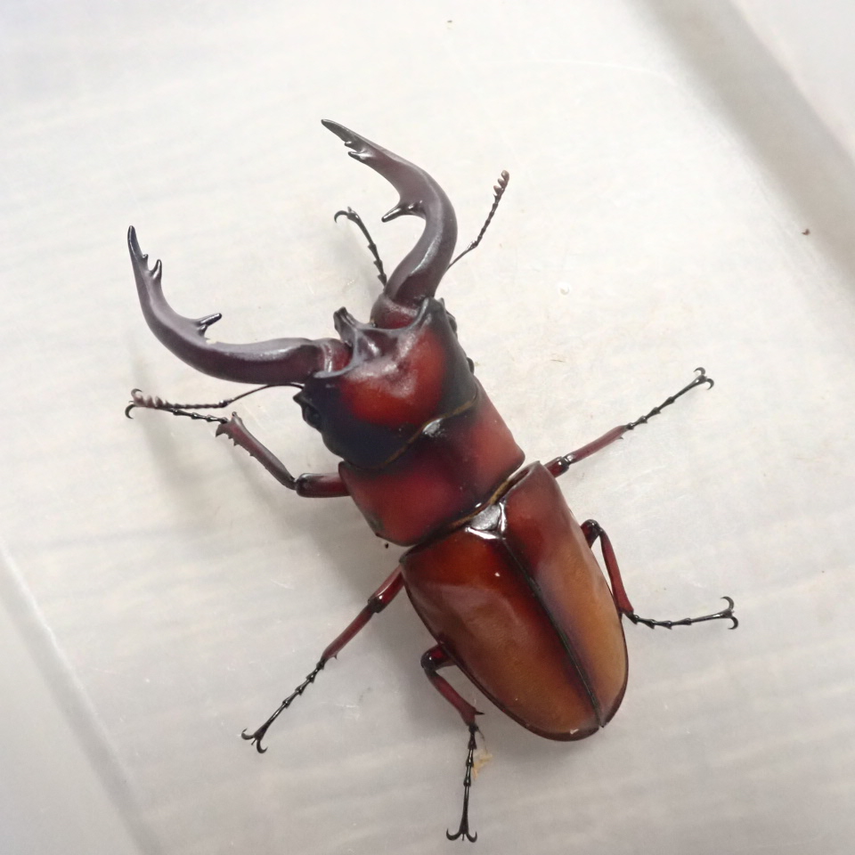 トカラノコギリ　紹介