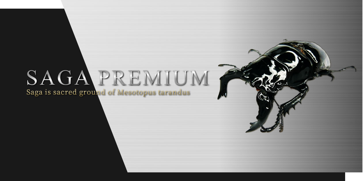 SAGA PREMIUM