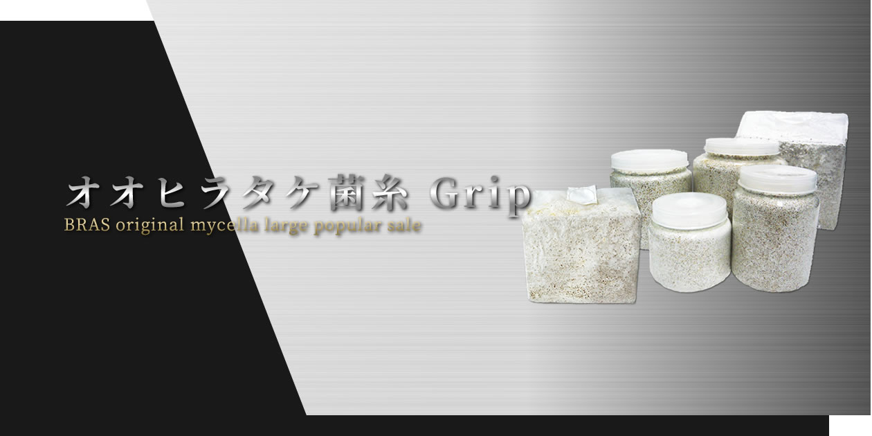 オオヒラタケ菌糸 Grip