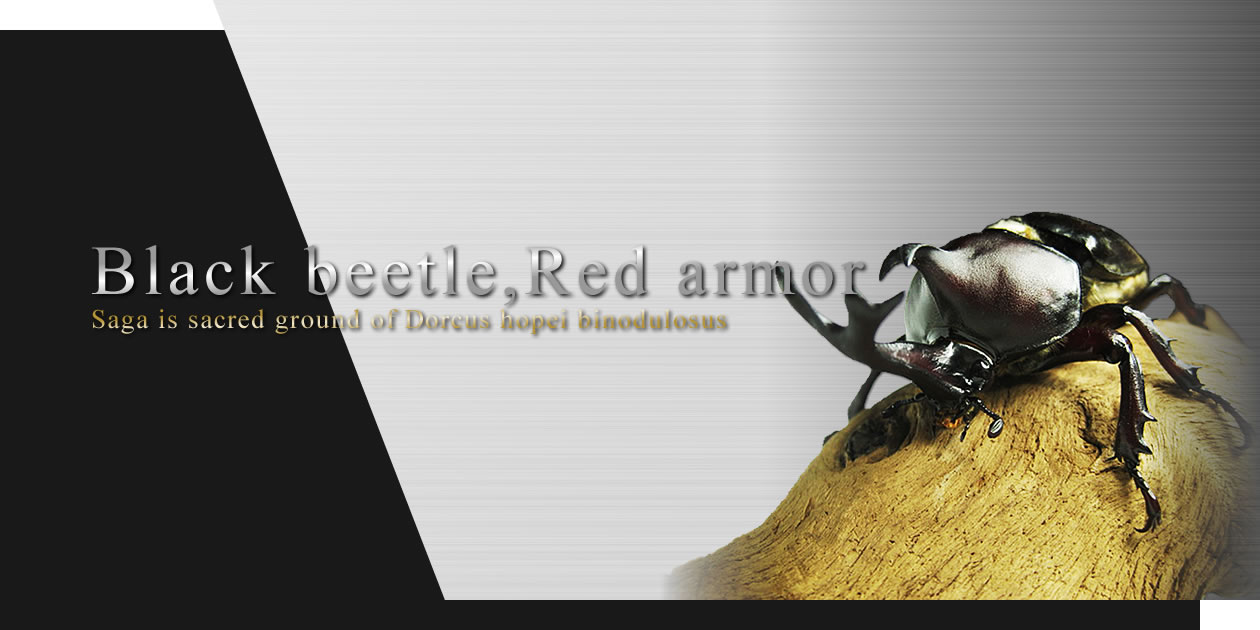 Black beetle, Red armor