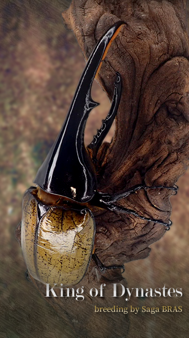 King of Dynastes