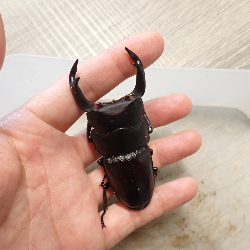 佐賀県産オオクワガタ羽化　紹介