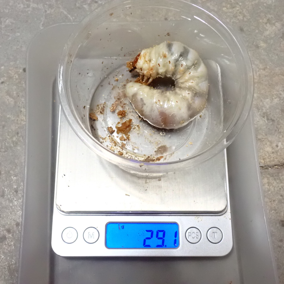 佐賀中原オオクワガタ 幼虫菌糸交換 佐賀中原オオクワガタ 幼虫菌糸交換