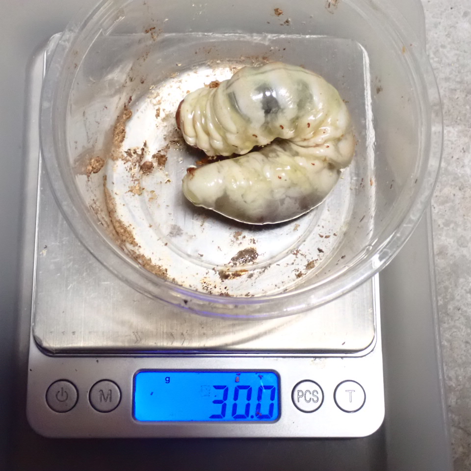 続　佐賀中原オオクワガタ　菌糸交換