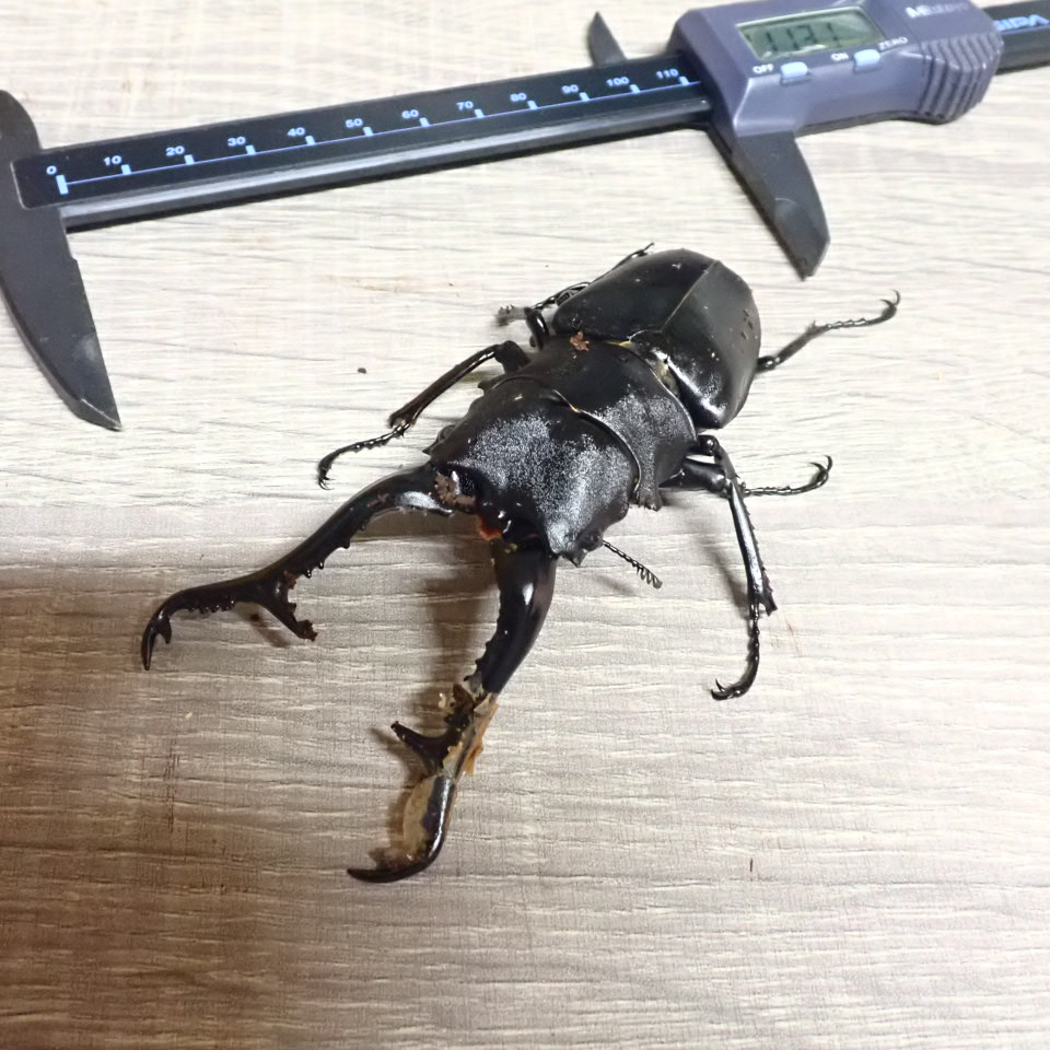 ギラファノコギリ 羽化報告 ギラファノコギリ 羽化報告