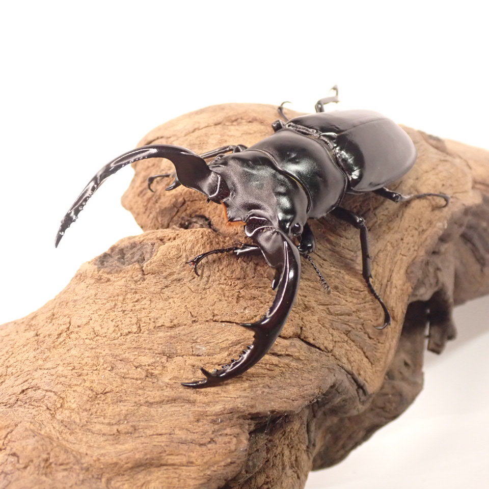 ウッディー　ついに入荷　幼虫販売開始