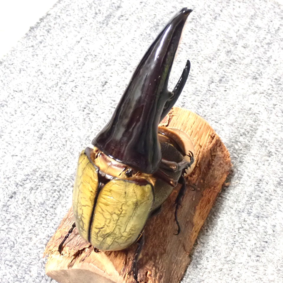 極太ヘラクレス　幼虫販売